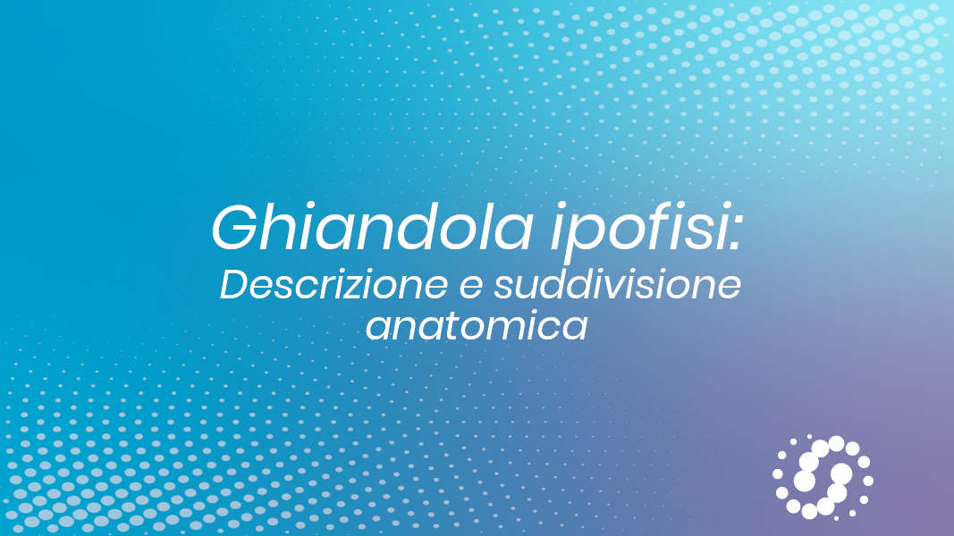 Ghiandola pituitaria: suddivisione anatomica