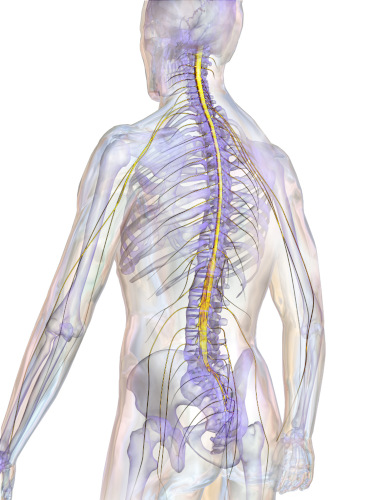 Midollo spinale anatomia