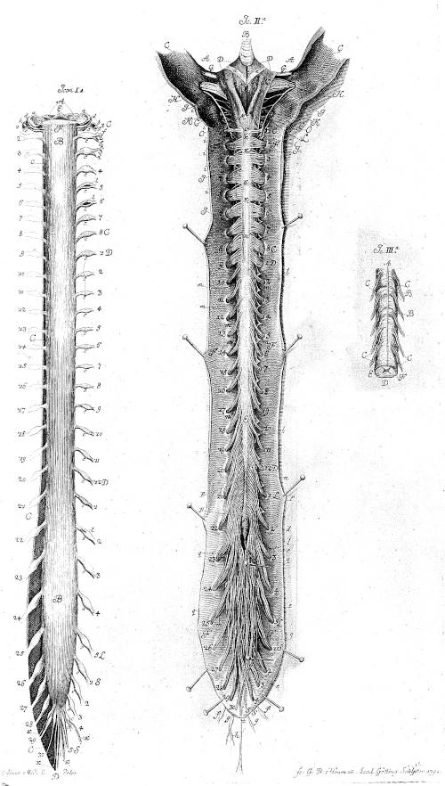 Midollo spinale e tubo durale