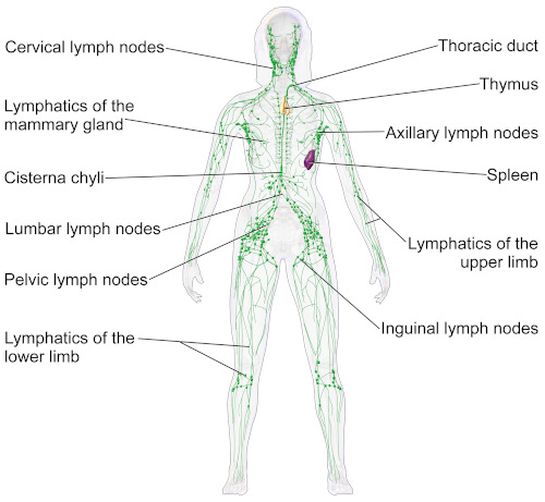 Organi linfoidi