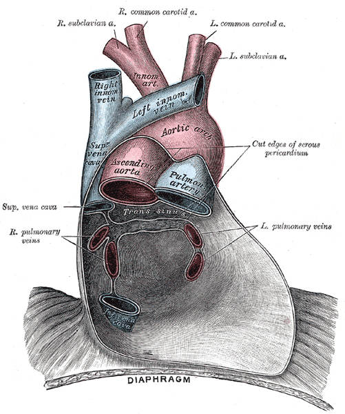 Pericardio anatomia