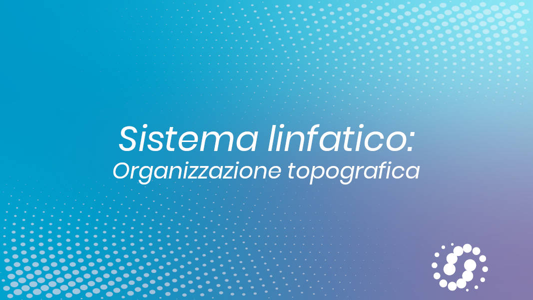 Sistema linfatico: organizzazione topografica