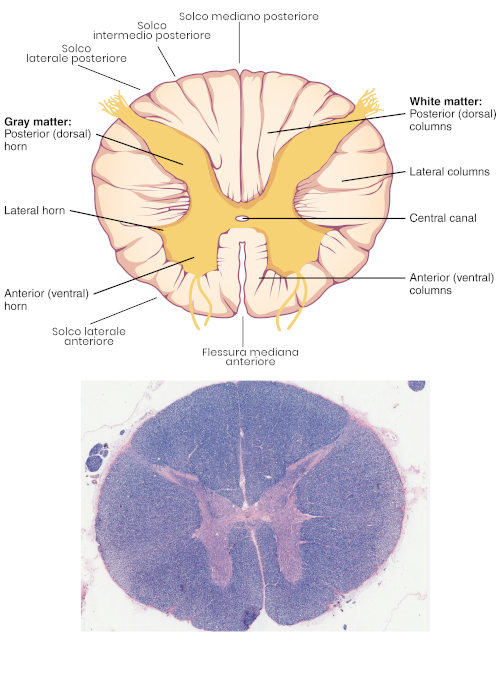 Solchi e colonne midollo spinale