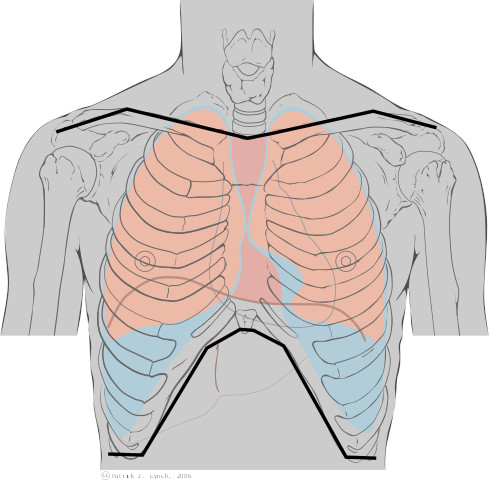 Torace anatomia topografica