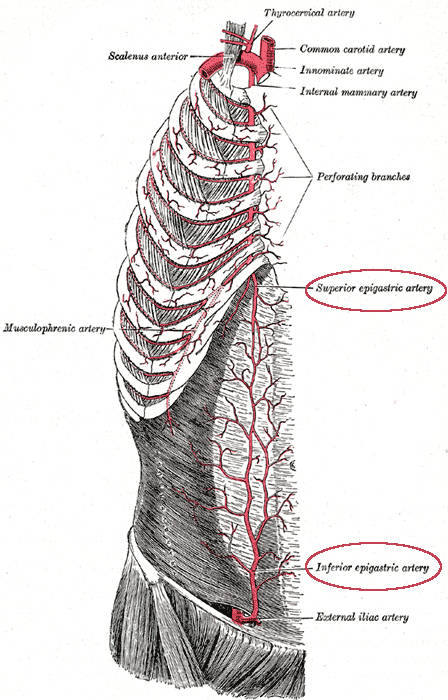 arteria epigastrica superiore e inferiore